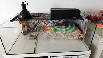 Terárium pre suchozemskú korytnačku zelnkastú - 4