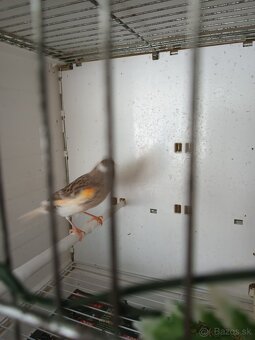 Predám - 4