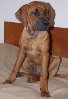 Tosa inu - krásný pejsek s PP - 4