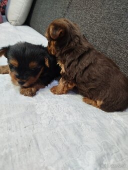 Yorksirsky terrier, Yorkshire teriér, Čoko York - 4