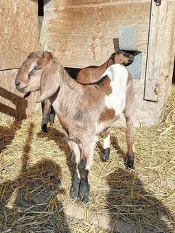 Anglonubijsky capko - 4