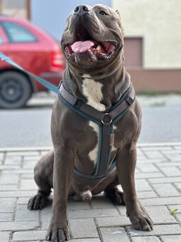 American Bully XL - krytí - 4
