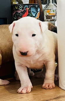 Bullterrier, Bullterier, Bulterier - 4