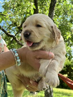 Čistokrvné šteniatko zlatý retriever, psík - 4