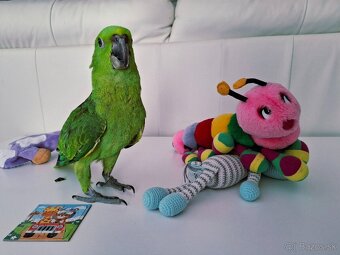Amazona Auropalliata krotké mláďa - 4