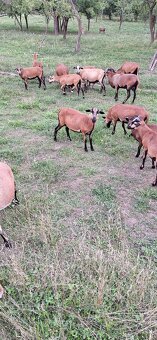 Predam kamerunske ovce. - 4