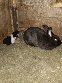 Predám králiky - 4