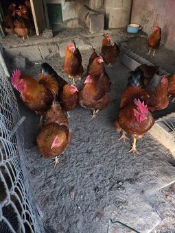 Predam nasadove vajička plemena Hempšir - 4