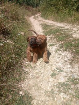 Briard plavé fenky s PP - 4