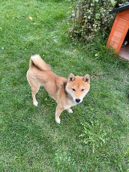 Shiba Inu - 4