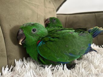 Eclectus - eklektus - 4