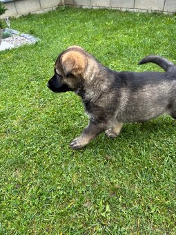 Nemecký ovčiak - 4