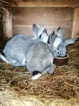 Činčila veľká - 4