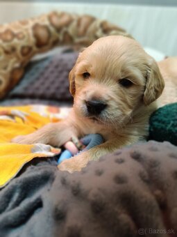 Zlatý retriever s PP - 4