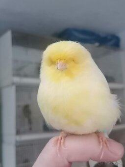 Kanariky Norwich - 4