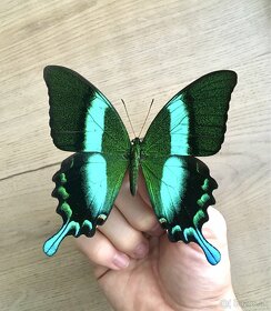 Vidlochvost Papilio blumei v ráme - 4