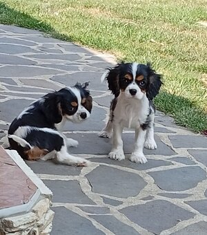 Cavalier, kavalier, cavalier king charles spaniel - 4