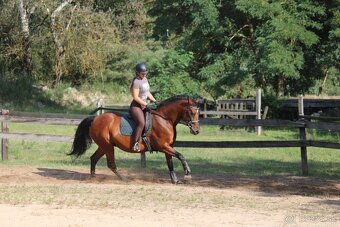 Všestranná kobyla - 4