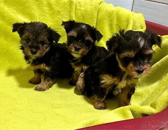 Yorkshire terrier - 4