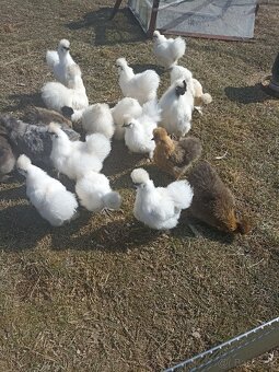 Predám nasadove vajíčka hodvabnicky - 4