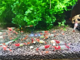 Predám krevetky Neocaridina - 4