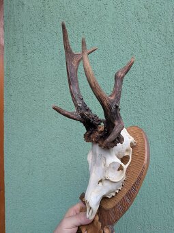 Zhody,parohy,parožie, trofej - 4