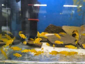 Neolamprologus Leleupi yellow - 4