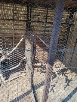 Klietka pre vtáky - 4