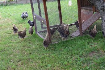 Prenosná voliéra s kurínom - 4