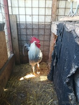 Kohút - vlaška perlovošedá - 4