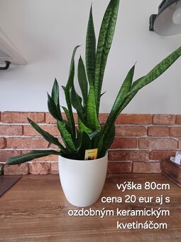 Izbové rastliny NOVÉ PRIDANÉ - 4