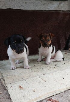 Jack Russel Terier šteniatka - 4