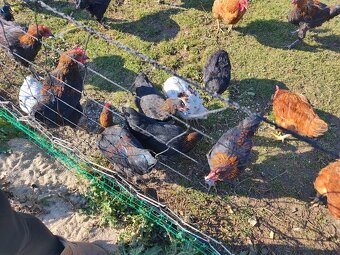 Marans Medenokrka kohút 17 tyzdnovy - 4