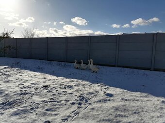 Slovenská bielá hus - 4