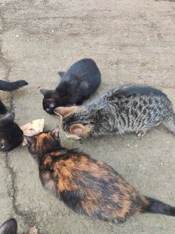 Darujeme mačiatka - 4