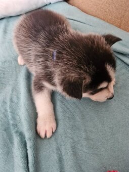 Šteniatka sibirsky husky - 4