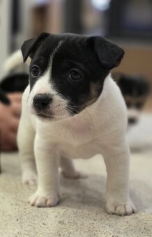 Jack russel teriér - 4