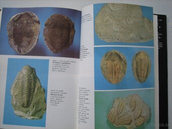 Skameneliny fosílie. - 4