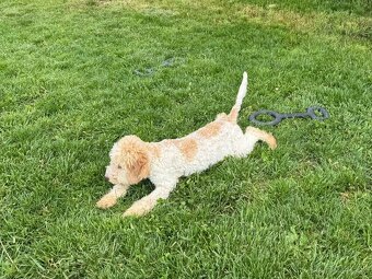 Lagotto romagnoli s PP - 4