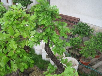 bonsai,bonsaj-DUB 2 - 4