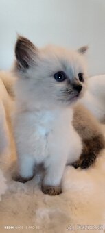 Ragdoll mačiatka - 4