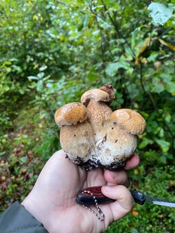 Sušené dubáky  🍄‍🟫 - 4