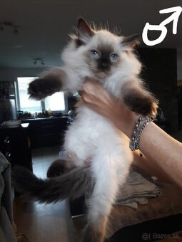 Mačiatka Ragdoll - 4