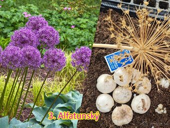 Okrasný cesnak 13 druhov od 0.15€ - 4