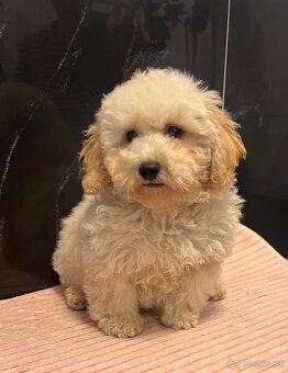 Maltipoo - 4