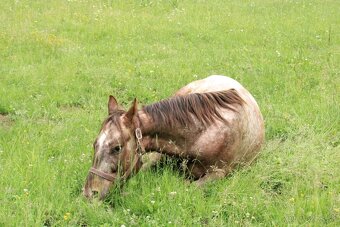 Appaloosa valach 2023 - 4