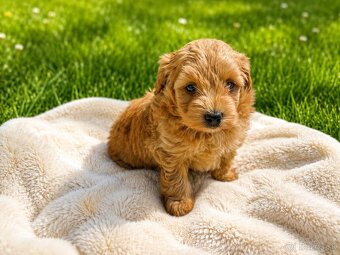 Maltipoo - 4