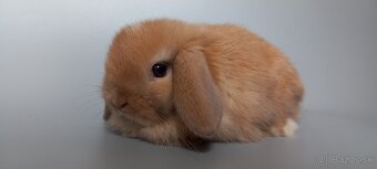 Mini Lop - 4