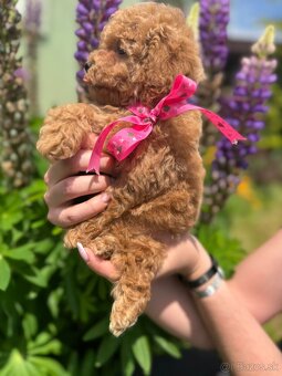 Toy poodle / Toy pudel - 4