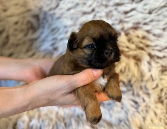 Shih-Tzu štěňatka (shi tzu, si-tzu, shitzu, si-cu) - 4